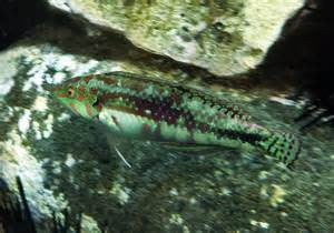 Cloud Wrasse "Halichoeres nebulosus"