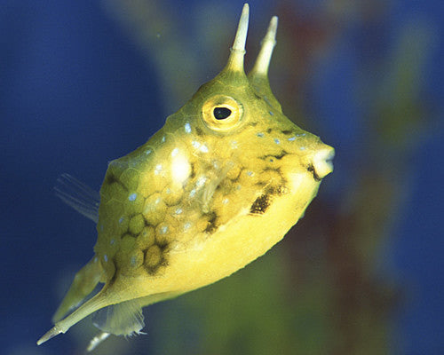 Longhorn Cowfish "Lactoria cornuta"