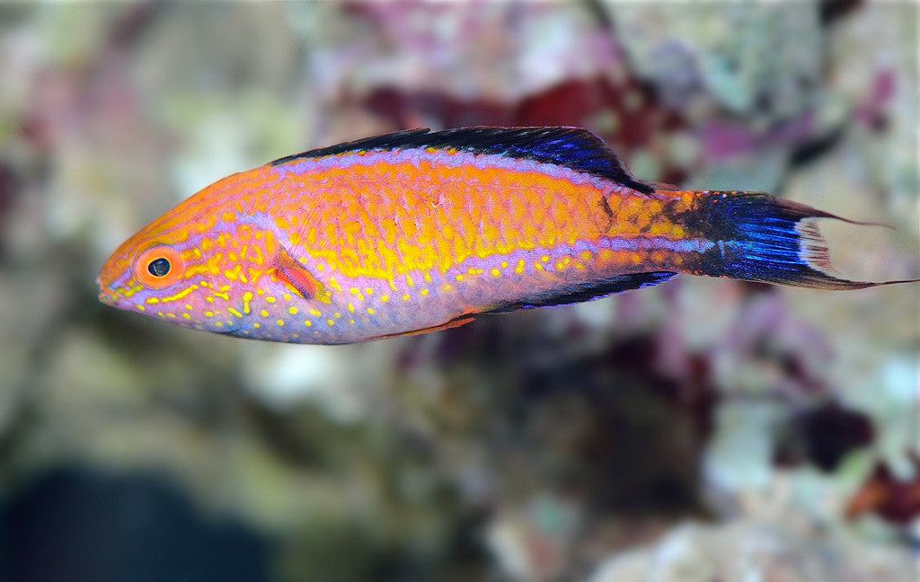 Crescent Tail Fairy Wrasse "Cirrhilabrus lunatus"
