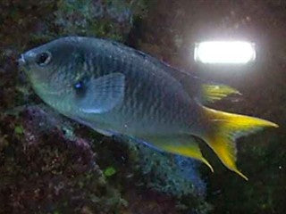 Lyretail Chromis "Chromis multilineatus"