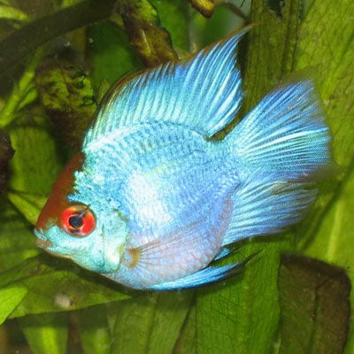 Electric Blue Balloon Ram (longfin)