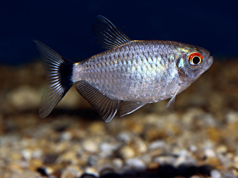 Redeye tetra