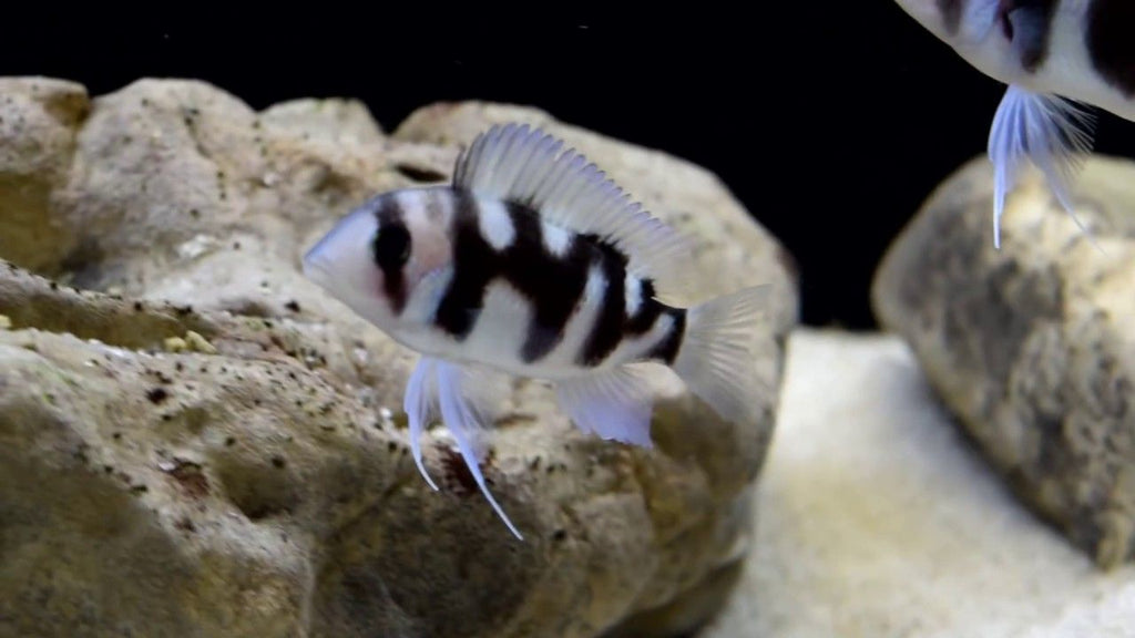 Black Widow Frontosa