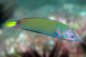 Lunar Wrasse "Thalassoma lunare"