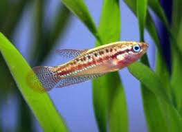 Sparkling Gourami - "Trichopsis pumila"