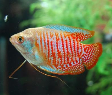 Dwarf Gourami "Colisa lalia"