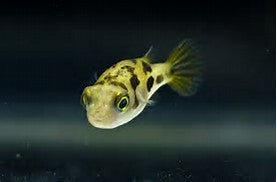 Dwarf Freshwater Puffer "Carinotetraodon travancoricus"