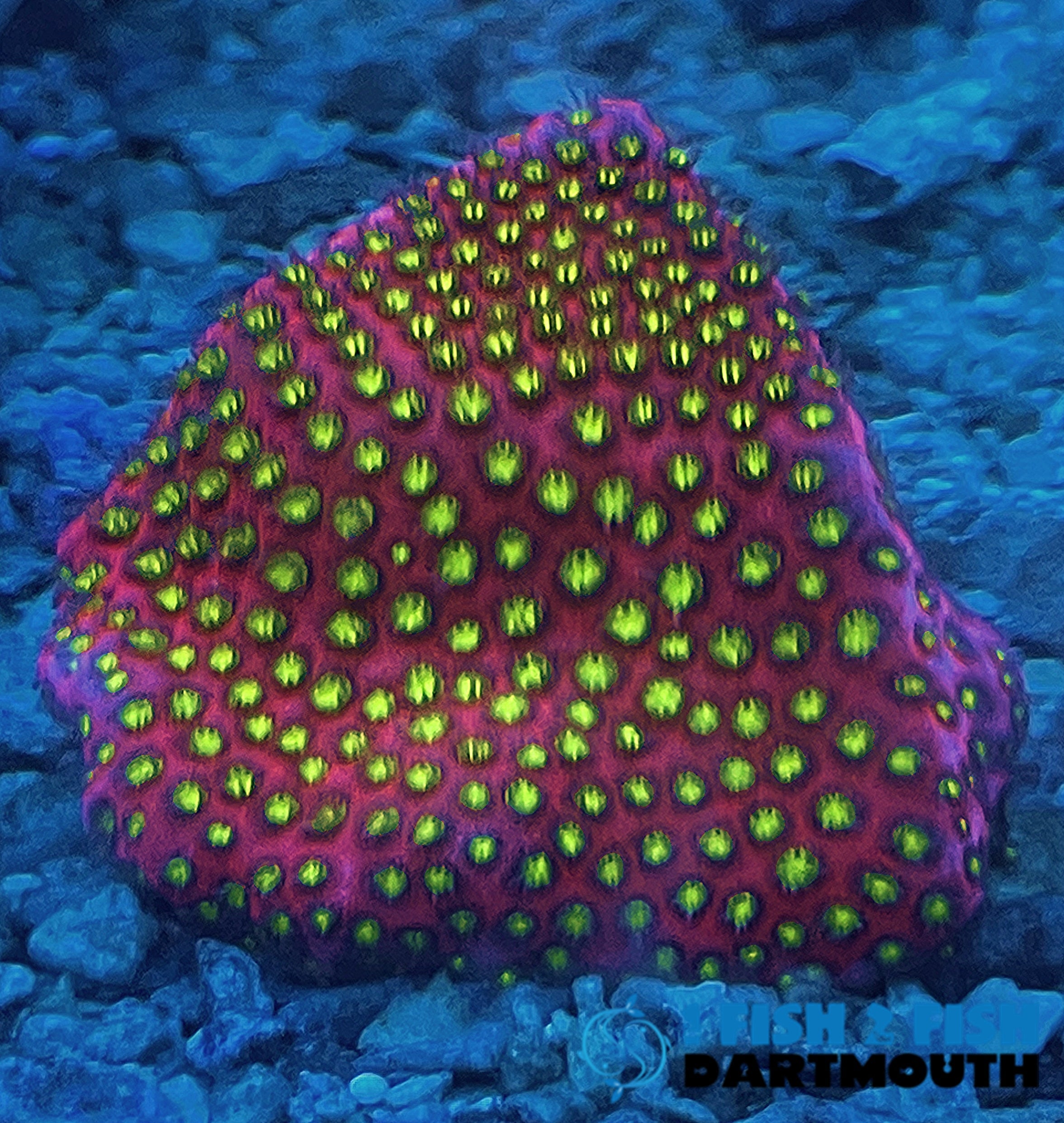 Electric Daisy Stylo (310)