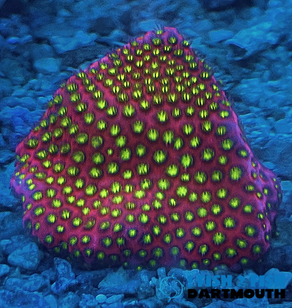 Electric Daisy Stylo (310)