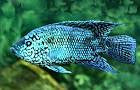 Electric Blue Jack Dempsey Cichlid