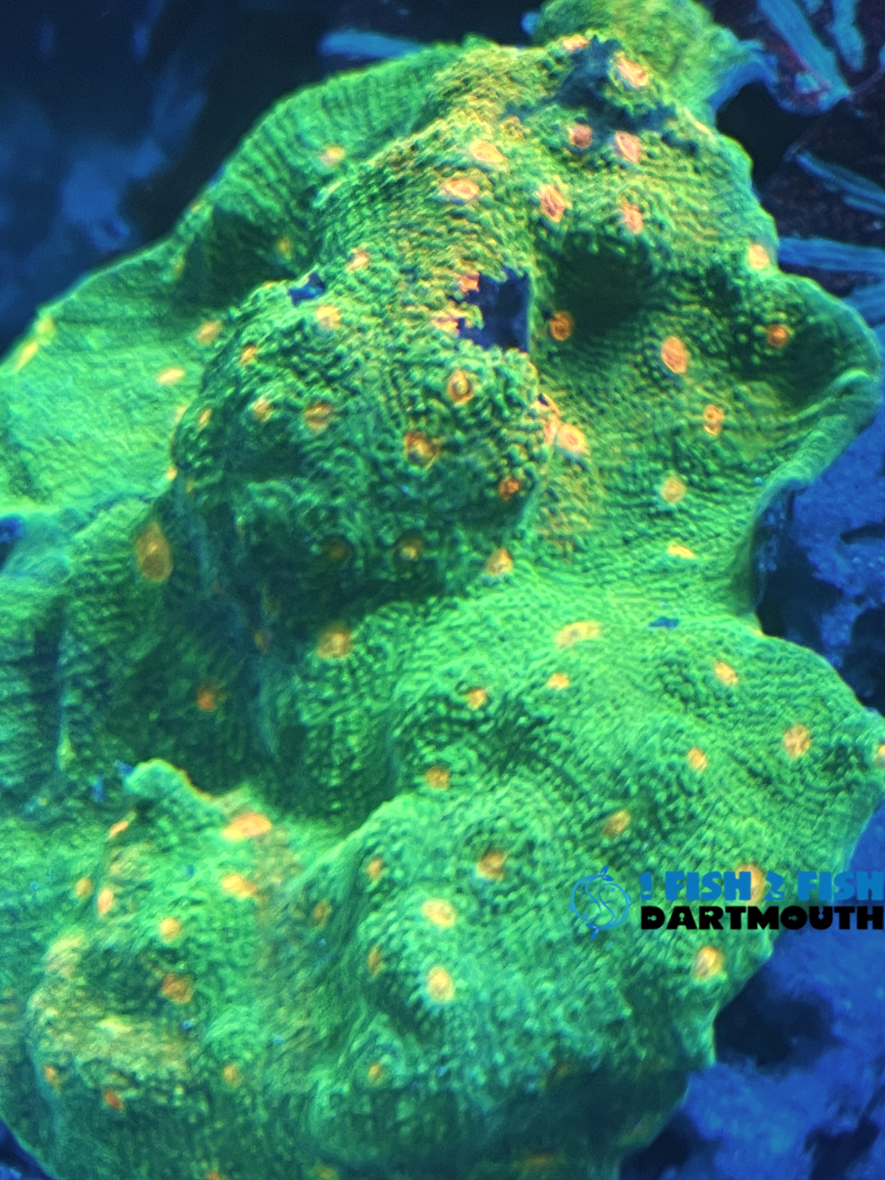 Emerald Mummy Eye Chalice