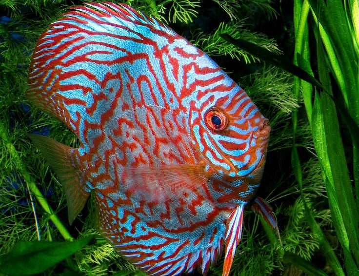 Discus "Symphysodon discus"