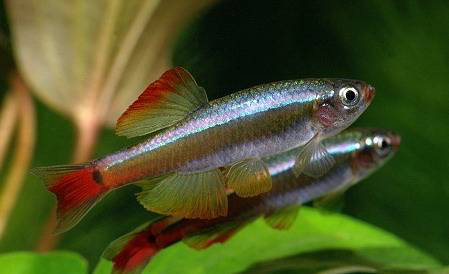 White Cloud Mountain Minnow - "Tanichthys albonubes"
