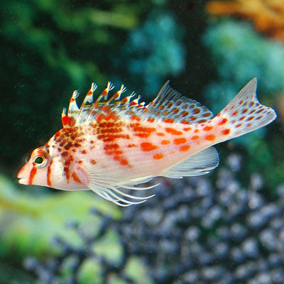 Falco Hawkfish "Dwarf" "Cirrhitichthys falco"
