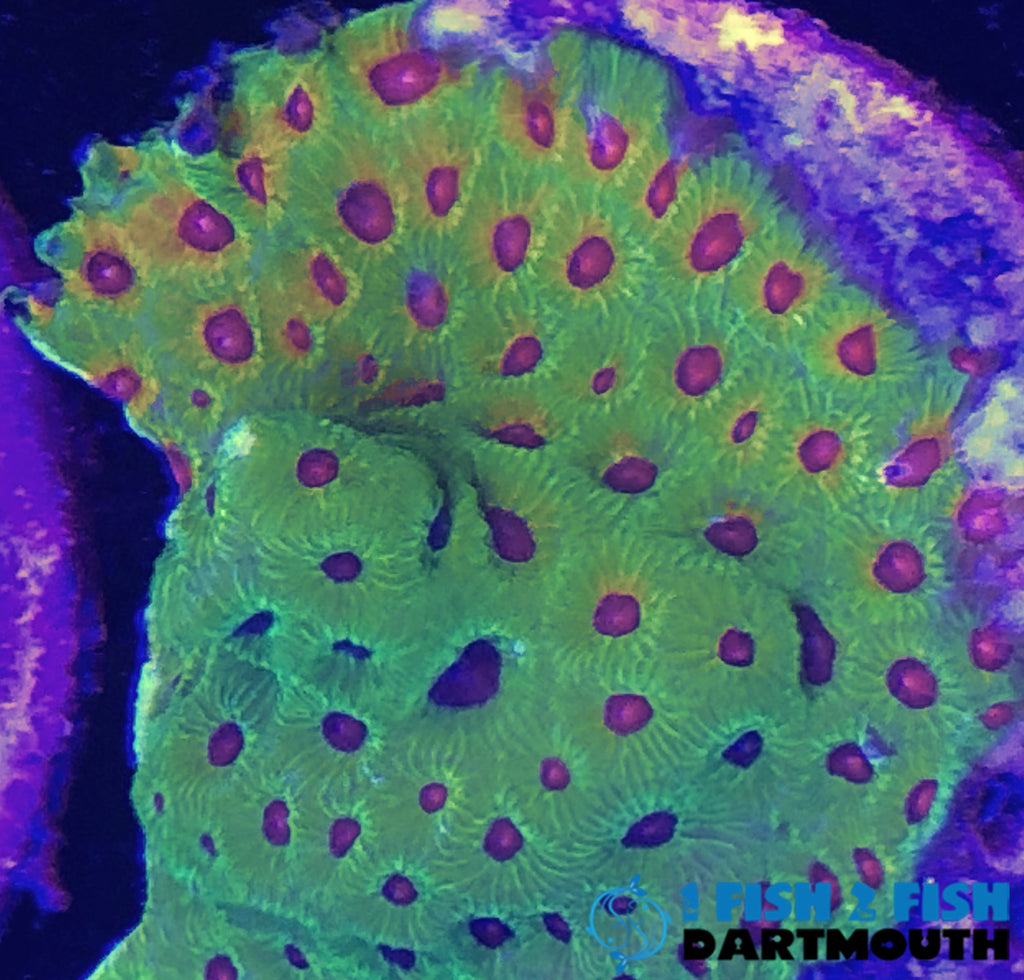 Fascination Favia (270)