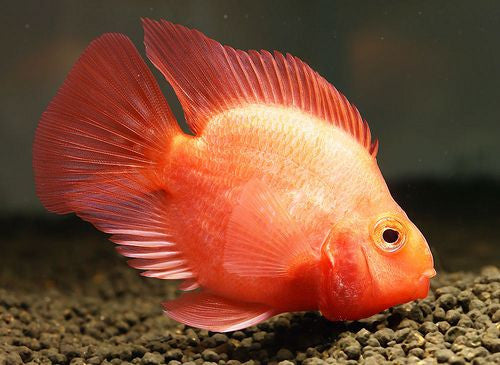 Blood Parrot Cichlid "Cichlasoma sp."