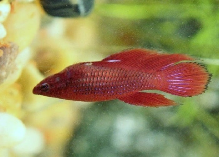 Bettas "Betta splendens"