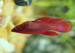 Bettas "Betta splendens"