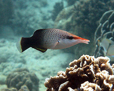Bird Wrasse "Gomphosus varius"