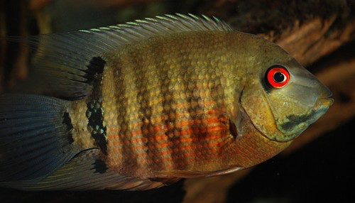 Mouth Brooding Severum - "Heros Severus"