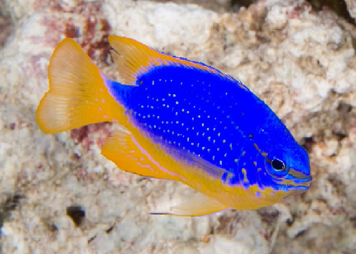 Blue Devil Damselfish Fiji "Chrysiptera taupou"- Med