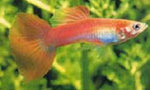 Guppy Fish "Poecilia reticulata"