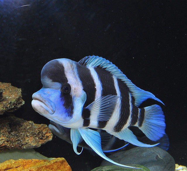 Frontosa Cichlid "Cyphotilapia frontosa"