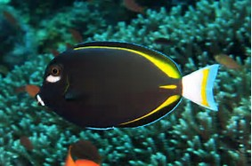 White Cheek Tang "Acanthurus nigricans" Gold Rim