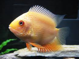 Gold Severum "Heros Efasciatus"
