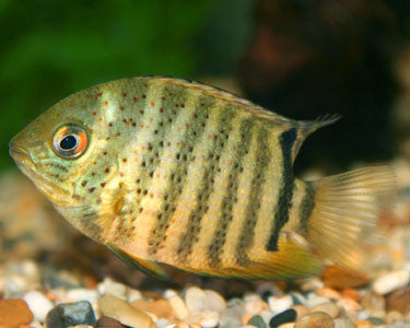 Green Severum Cichlid "Heros efasciatus"