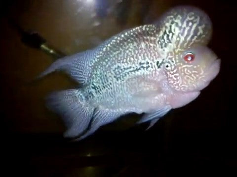 Green Dragon FlowerHorn
