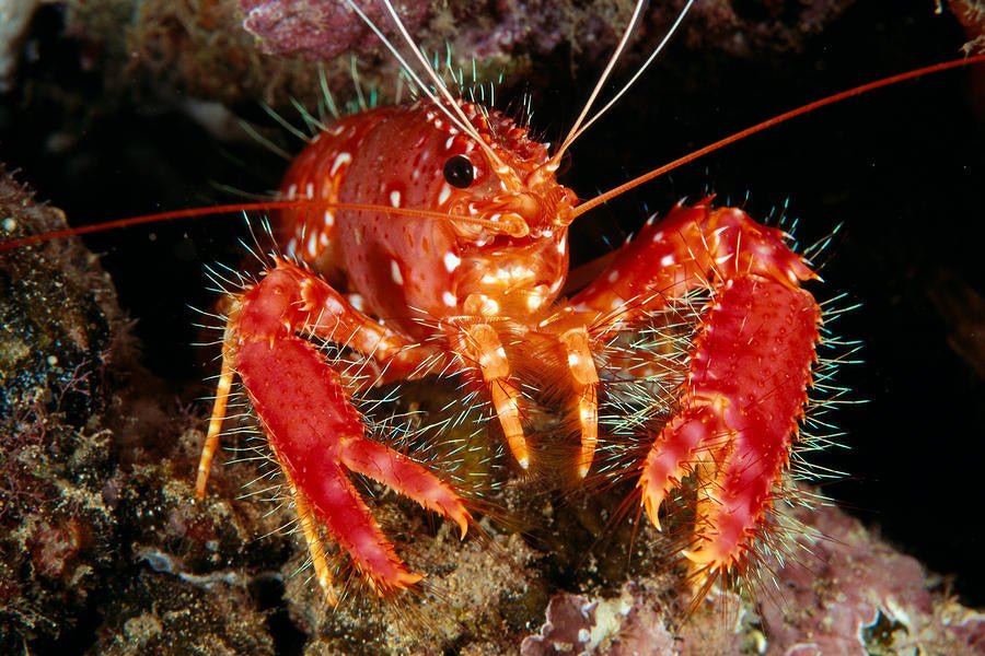 Reef Lobsters