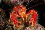 Reef Lobsters