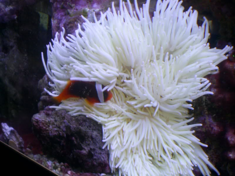 Sabae Anemone "Heteractis crispa"