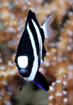 Three Stripe Whitetailed Damselfish "Dascyllus aruanus"