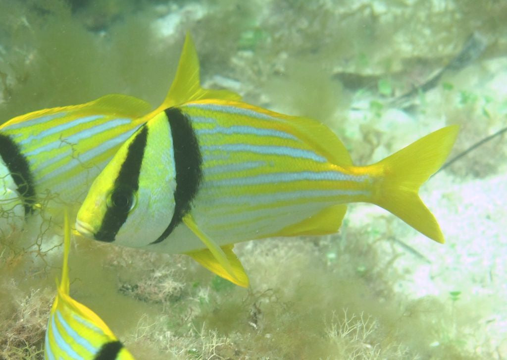 Atlantic Porkfish