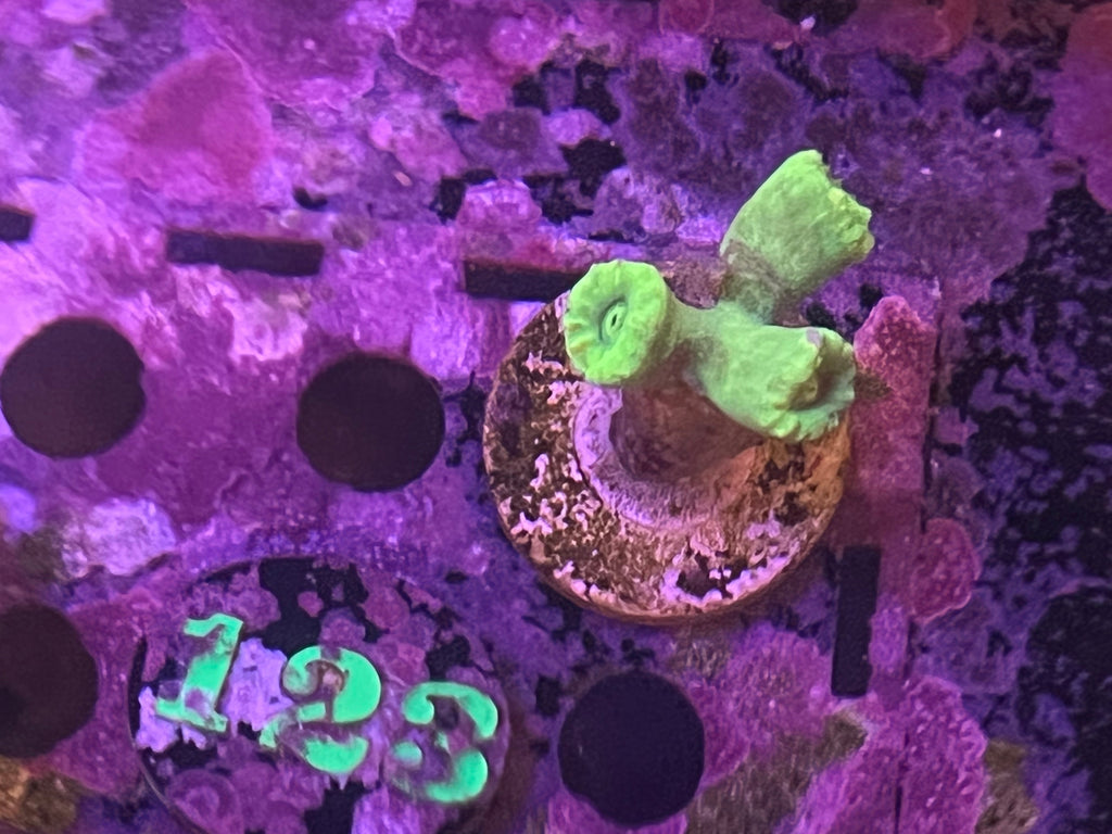 Neon Candy Cane  (123)