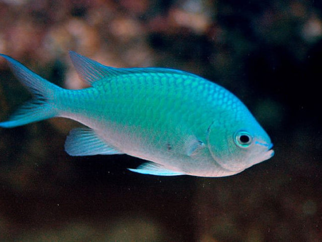 Blue Green Reef Chromis "Chromis viridis"