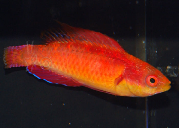 Tono's Fairy Wrasse "Cirrhilabrus tonozukai"