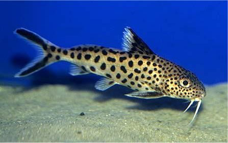 Cuckoo Catfish "Synodontis multipunctatus"