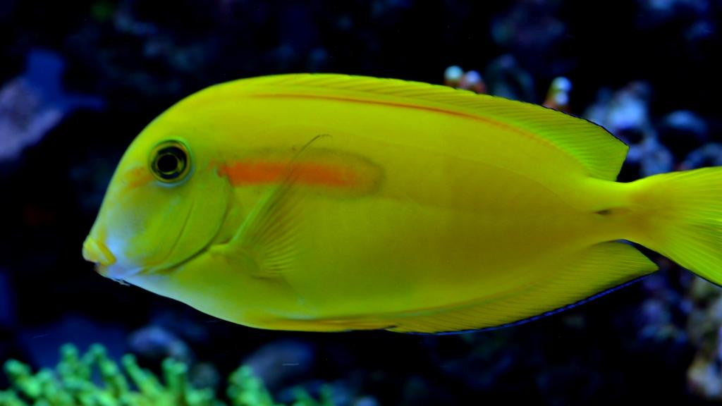 Orange Shoulder Tang "Acanthurus olivaceous"