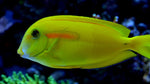 Orange Shoulder Tang "Acanthurus olivaceous"