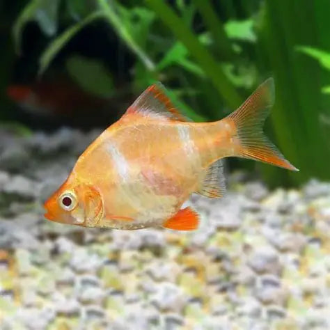 Tiger Barb albino