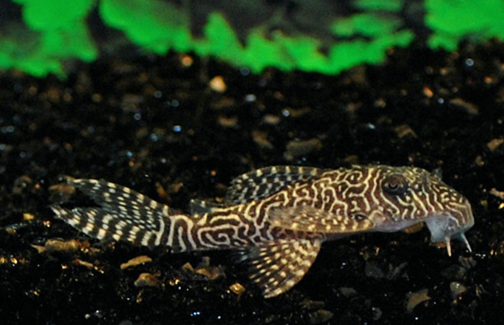 L411 Monte Dourado Pleco