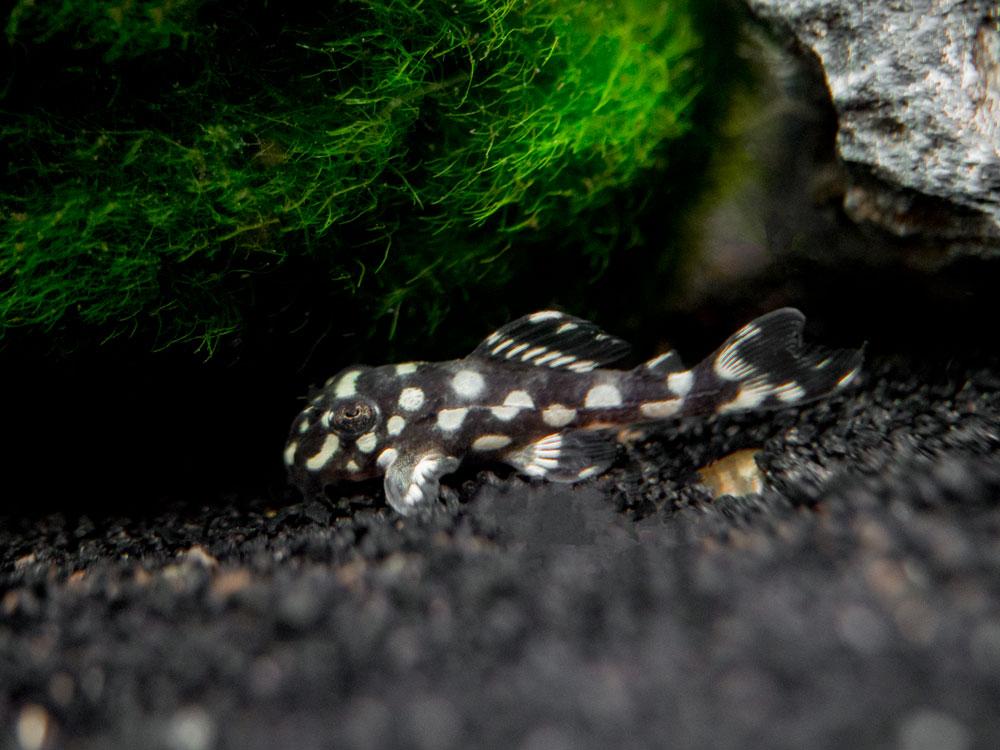 L471 White Spotted Dwarf Pleco