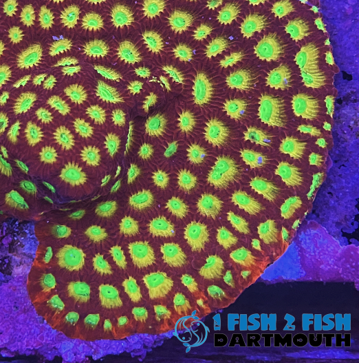 Lemon Lime Favia Frag (95)