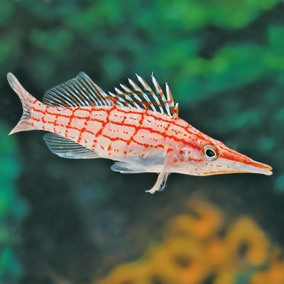 Longnose Hawkfish "Oxycirrhites typus"