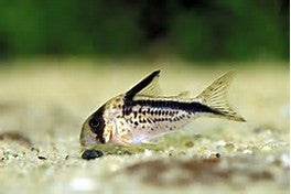 Loxozonus Corydoras