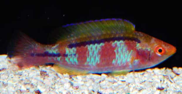 Lubbock's Fairy Wrasse "Cirrhilabrus lubbocki" (Purple)