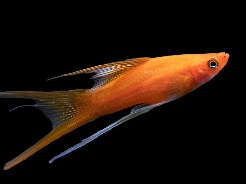 Swordtails "Xiphophorus helleri"